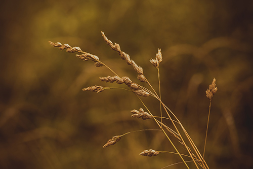 Health Benefits of Rye: Helps Provide Flexibility to The Arteries