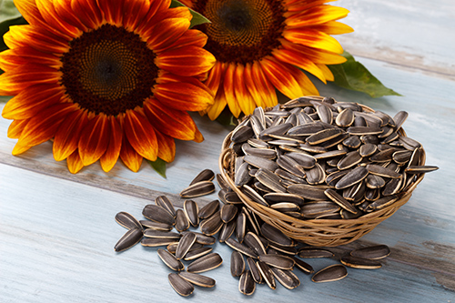 Benefits of Sunflower Seeds: Battles Arteriosclerosis