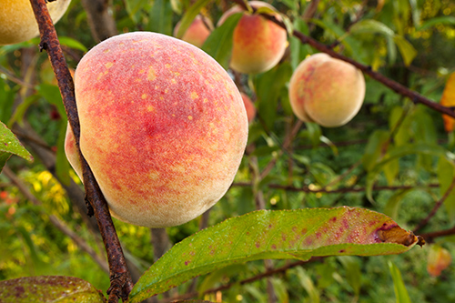 Health Benefits of Peaches: Ideal Food for the Heart