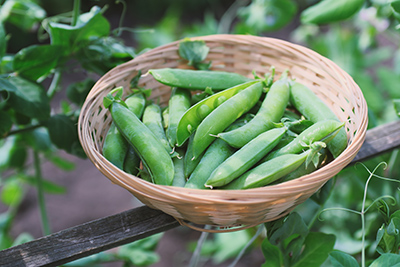 Peas Health Benefits:  Powerful Friend to The Heart