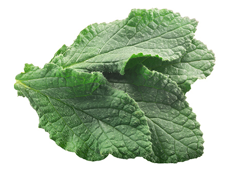 Health Benefits of Borage: Soothes the Mucosa, Reduces Fever, and Helps Weight Loss