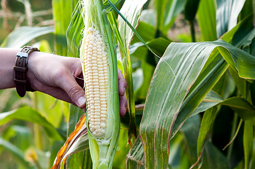 Health Benefits of Corn: Helps Soothe the Intestine