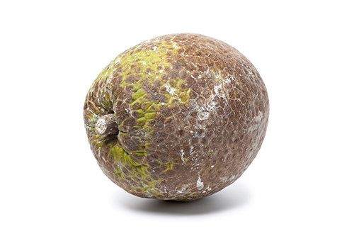Health Benefits of Breadfruit: Energy-Producing and Nutritious