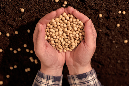 Soybean Health Benefits: The Super Legume