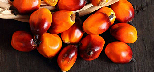 Peach Palm Health Benefits: A Storehouse of Energy