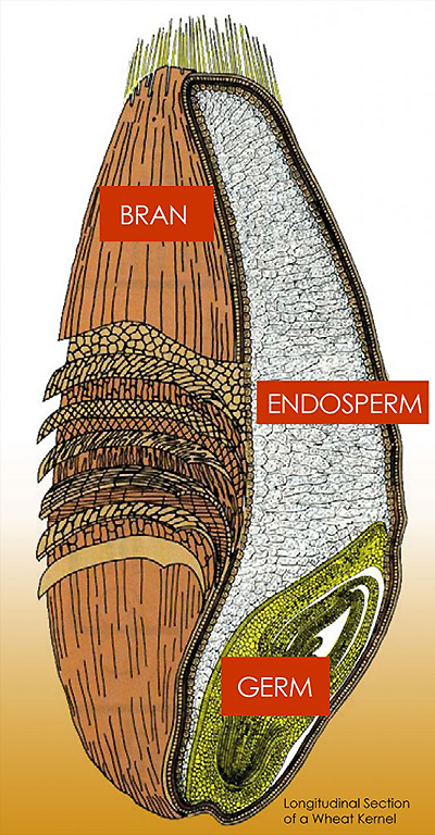 wheat germ vs wheat bran breakdown of a wheat kernel