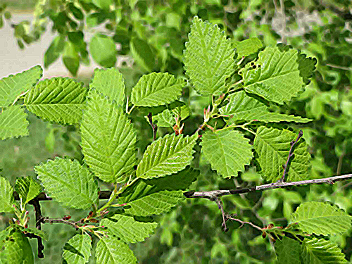Slippery Elm Bark Benefits