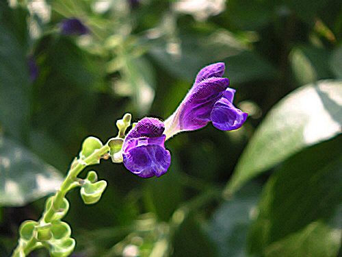 Skullcap Plant Benefits