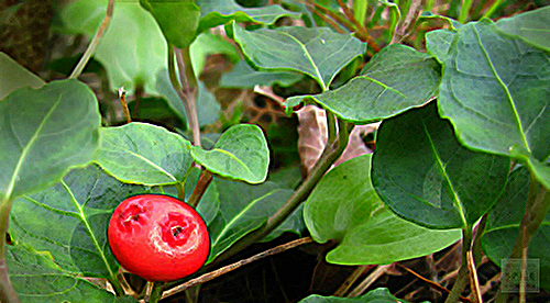 Amazing Partridge Berry Benefits