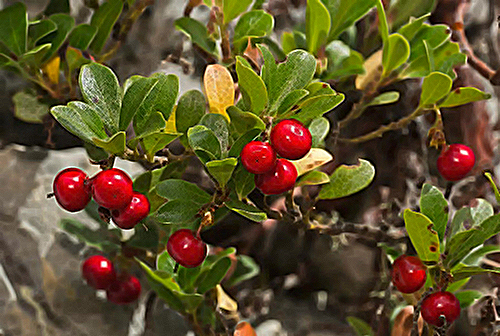 Amazing Uva Ursi Benefits