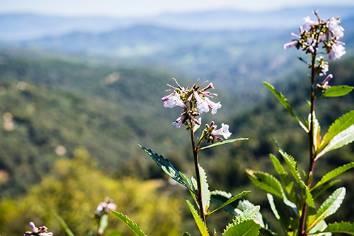 yerba santa plant
