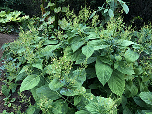 stoneroot plant with leaves
