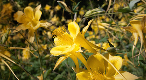 chaparral leaves and flowers