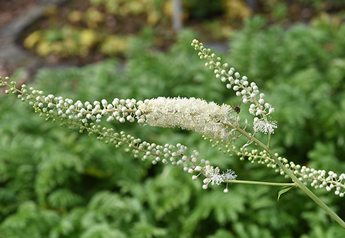 black cohosh plant