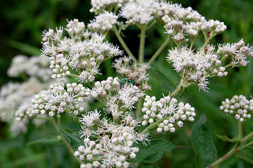 image of boneset flowers
