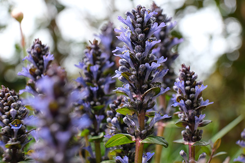 Ajuga flowers and plant