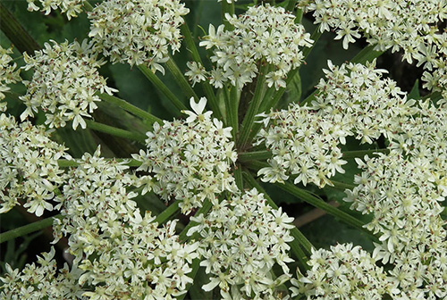 flowers of the dong quai plant