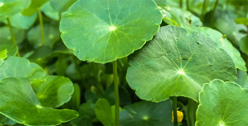 gotu kola plant