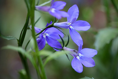 lobelia plant flowers