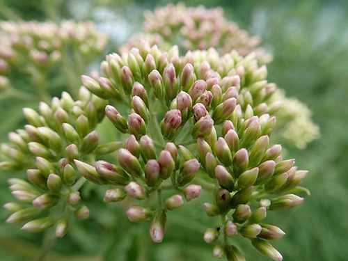 gravel root young buds