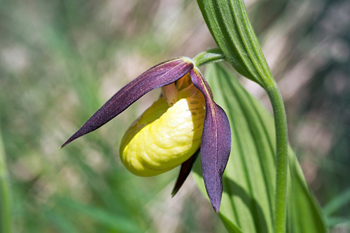 Cypripedium pubescens
