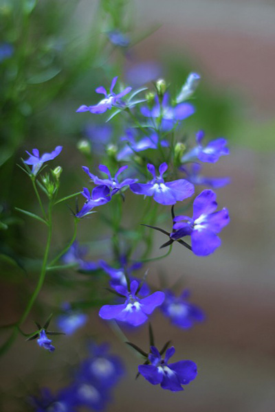 benefits of lobelia