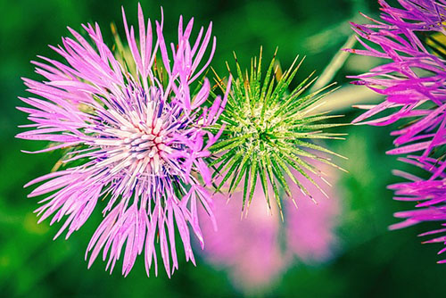 purple milk thistle flower