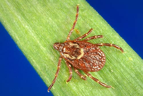 The tick that spreads african fever