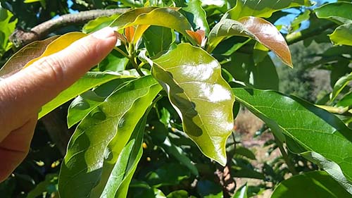 the leaves of the avocado tree