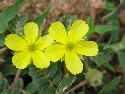 Tribulus Terrestris