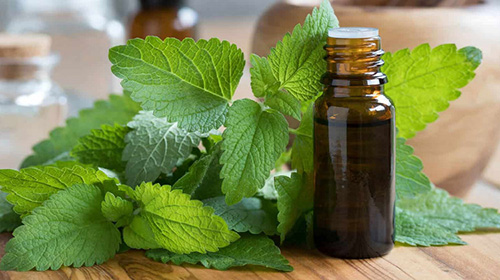 lemon balm plant along with a bottle of essential oil