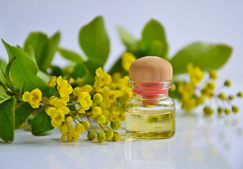 Helichrysum plant and Oil