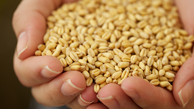 wheat germ in someone's hands