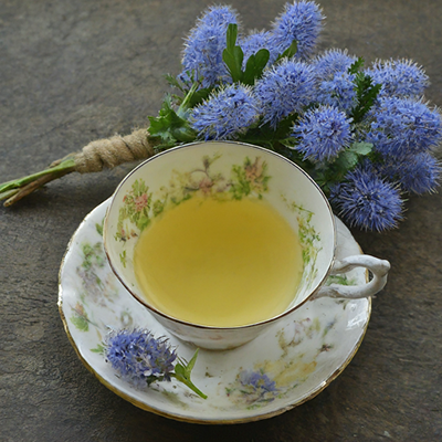 cup of New Jersey Tea Ceanothus Americanus