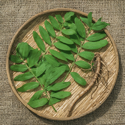 Fraxinella root and leaves