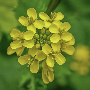 Hedge mustard plant