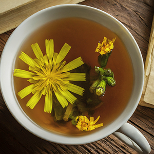 a cup of Mouse Ear Hawkweed