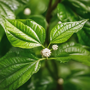 matico plant of Chile and Argentina