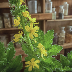 agrimony plant