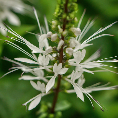 flowers of the Orthosiphon Tea plant