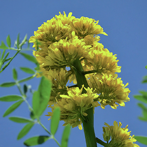 Asafoetida flowers