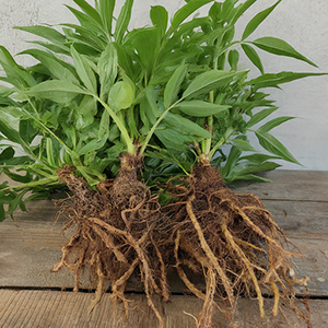 dwarf elder leaves with roots exposed