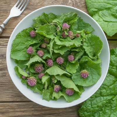 burnet leaves salad along with the young buds