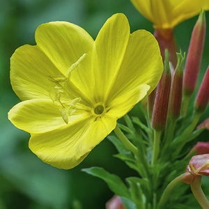 evening primrose flowers