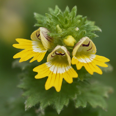 eyebright plant