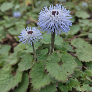 globe plant showing flower and leaves