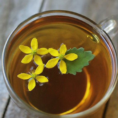 a cup of goldenseal tea