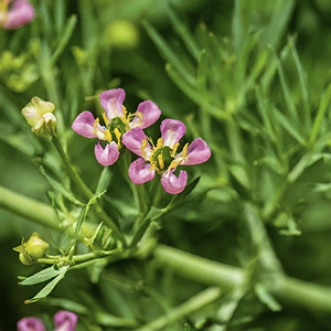 flowers and stem of the goats rue plant