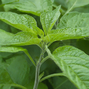 winter cherry leaves