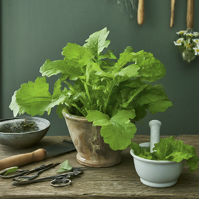 hedge mustard plant in flower pot